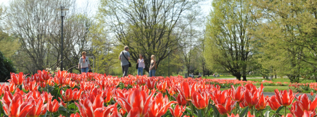 Tulpenblüte Gärten der Welt